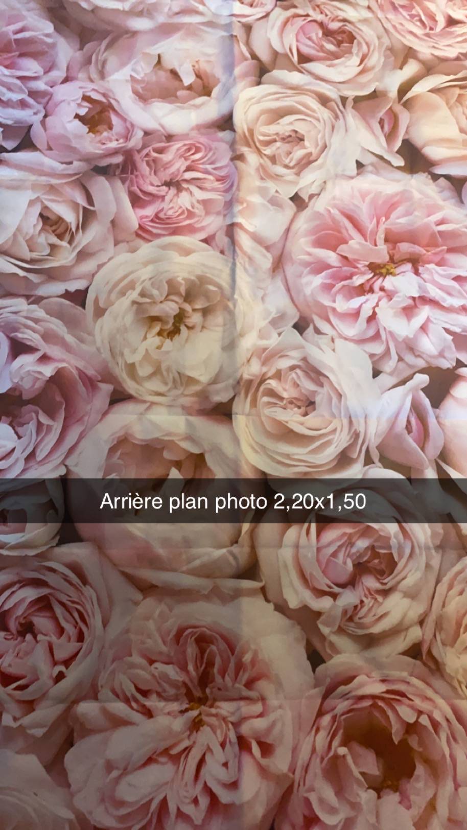 Toile de fond pivoine 